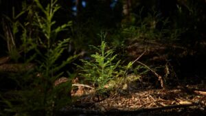 Apple partners to protect California redwoods and expand global conservation