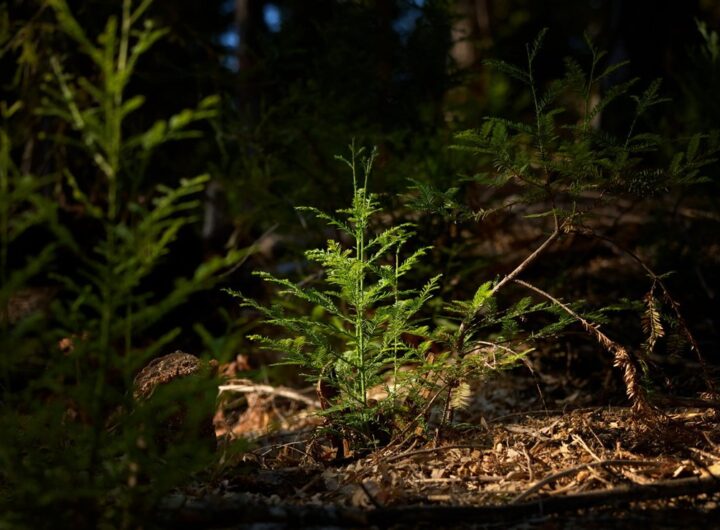 Apple partners to protect California redwoods and expand global conservation