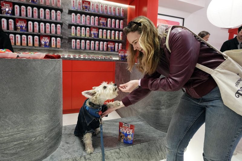 Experiential Marketing Trend of the Week: Dog-First Events