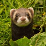 Curious dark brown ferret with a white snout and ears peeks up from dense green grass and leaves, framed closely by foliage outdoors