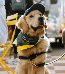 Hertz Unleashes a Pack of Dogs and a Pop-Up Café at the World’s Largest Gathering of Golden Retrievers