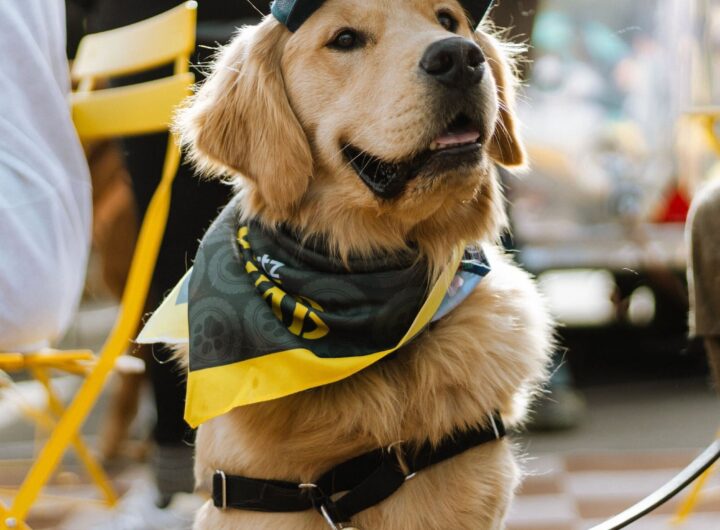 Hertz Unleashes a Pack of Dogs and a Pop-Up Café at the World’s Largest Gathering of Golden Retrievers